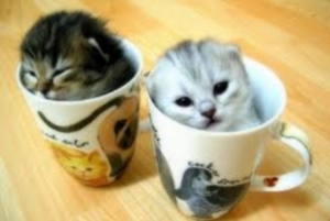 coffee-cup-kittens