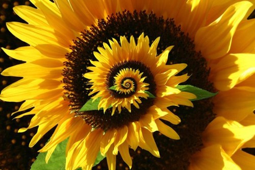 Spiraling-Sunflower